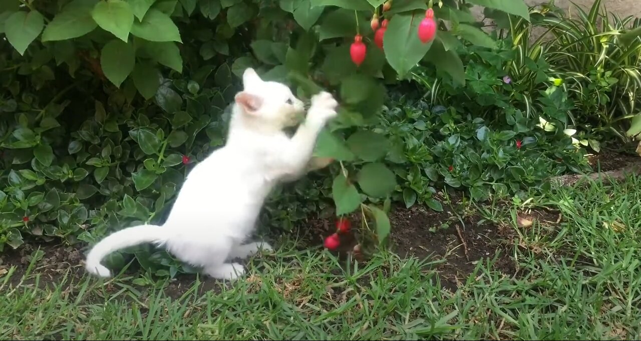 Cute kitten playing in the garden