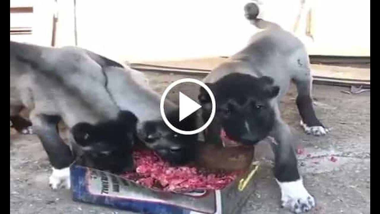 Kangal Shepherd Dog Puppies Meat