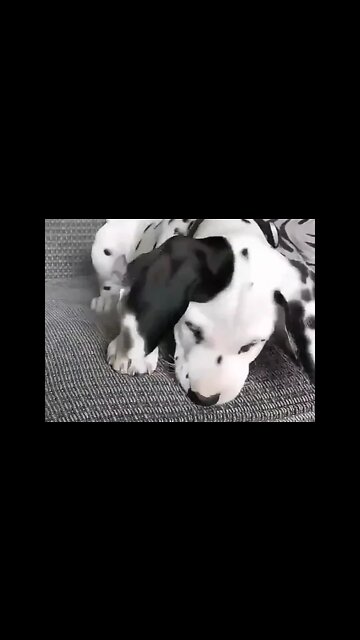 sooo cute #shorts #shortsfeed #clips #shortvideo