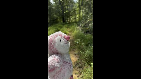 Spoingus walking down a trail in Kingston Tennessee 9/21/2023 ￼