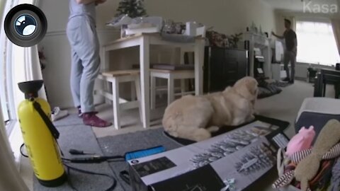 Dog Kicks Christmas Tree Box Of His Mat