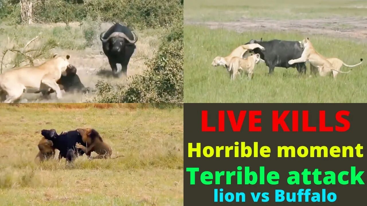 Most Amazing Moments Of Wild Animal 2022 Wild Discovery Animals @Wild Animals