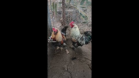 COCK O DA WALK