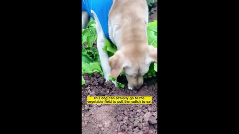 Amazing #dogsoftiktok #dog #funny #cute #pet #foryou #fyp