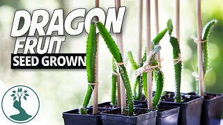 Growing Dragon Fruit Plant From Seeds - Time to Repot And Give Them a Trellis! | Dragon Fruit Plant