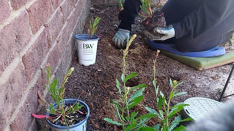 Planting Gaura 😊🌞🌿