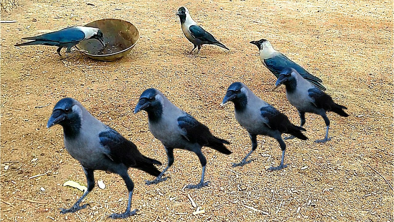 am crow ? Funny crow compilation Video