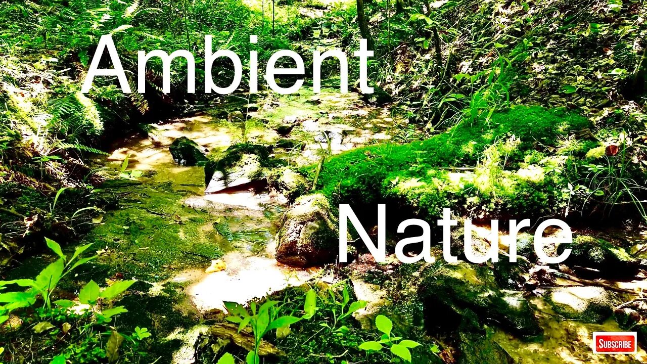 Forest Creek Screensaver - Ambient Nature Sounds with Water - Babbling Brook