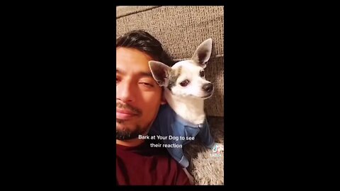 Dog's Reaction