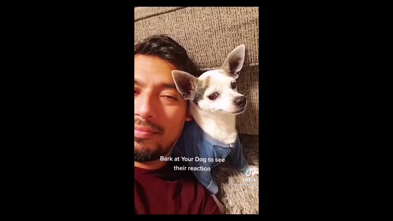 Dog's Reaction