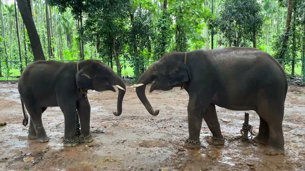 Awesome Sakrabylu Elephant camp