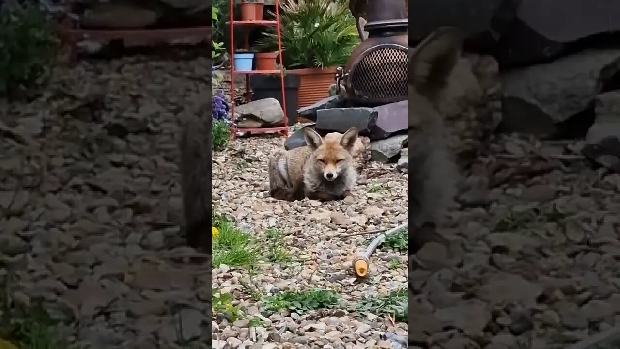 Urban fox just chilling on the gravel....