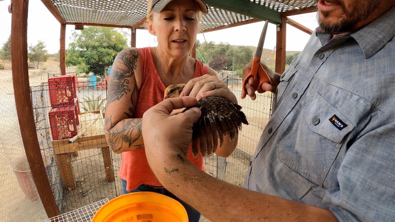 Integrating new chics to the flock and clipping wings-Quick irrigation repair-making roasted salsa