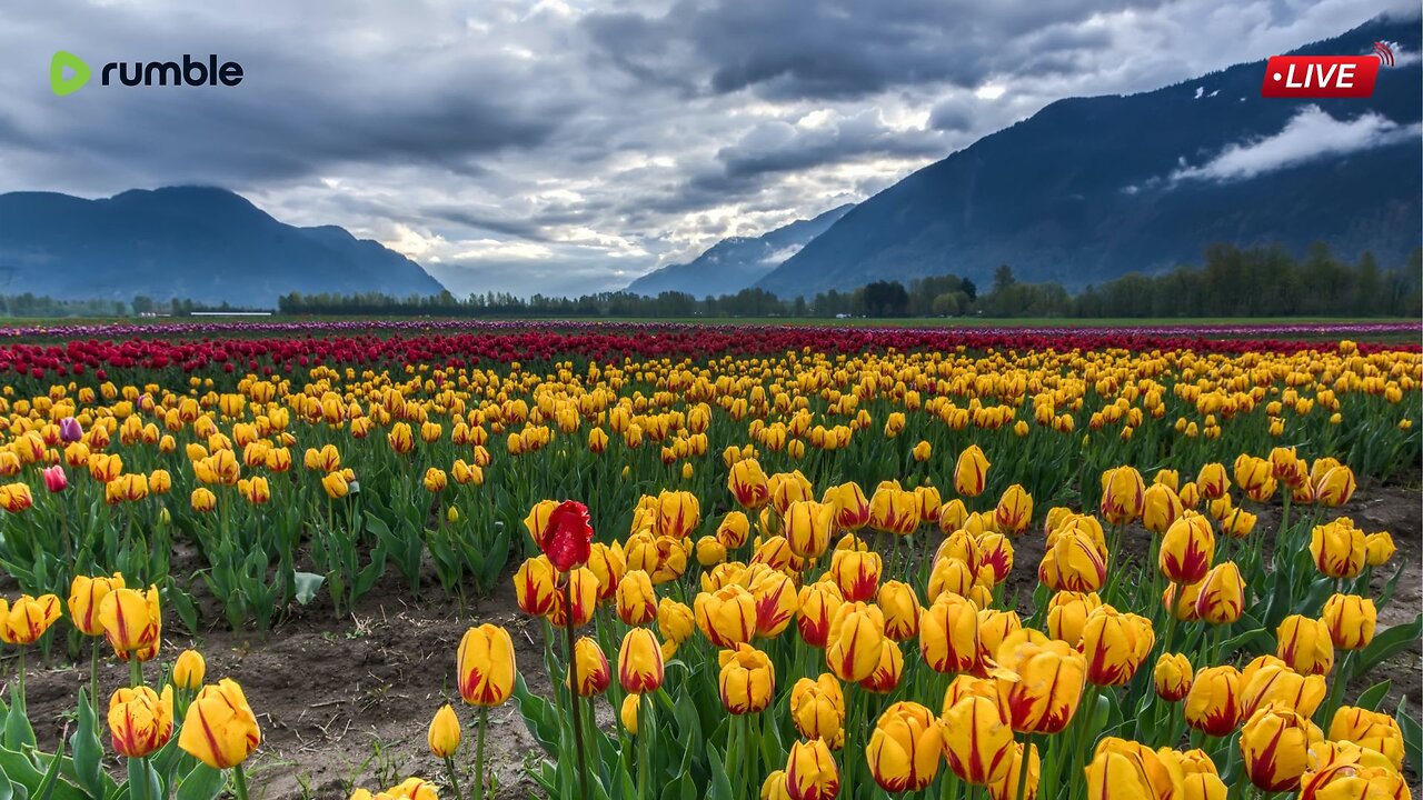 🌷🎶 Take a moment to unwind and relax in the beauty of a peaceful tulip field.🌷🎶