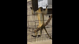 Monkey watching tv