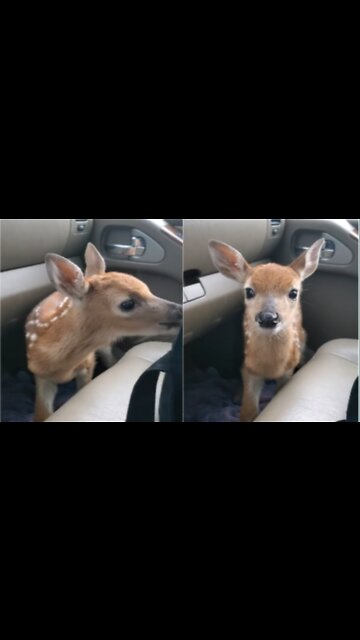 Fawn Bleats After Being Rescued