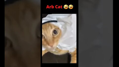 Arb Cat 🤣🤣
