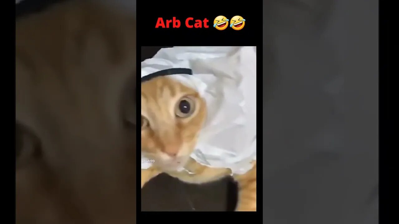 Arb Cat 🤣🤣