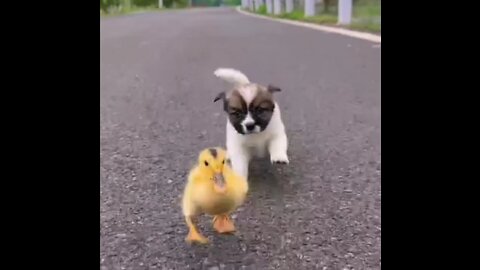 A puppy's love for a chicken and a duck