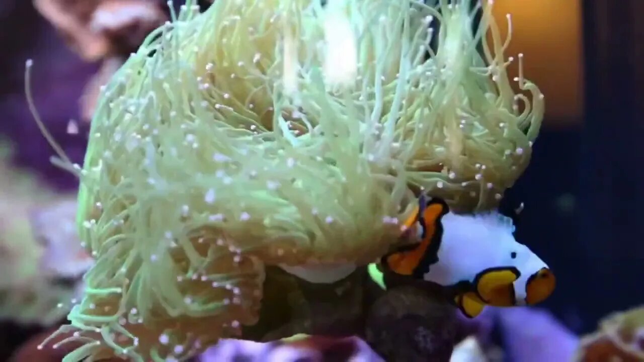 Beautiful fish in sea