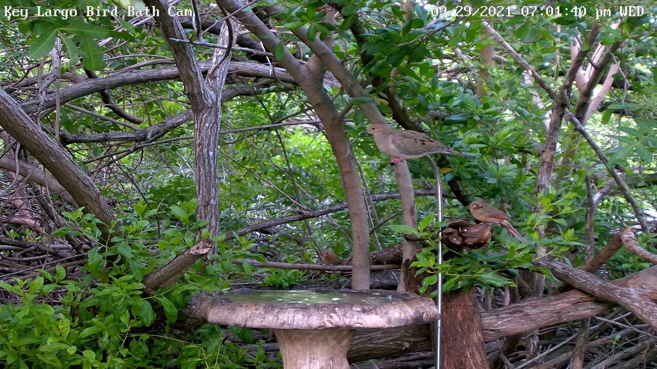 Impatient Cardinal tries to rush Dove