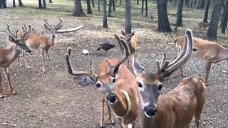 Twin Eagle Deer Herd! Zoomies!! July 29th