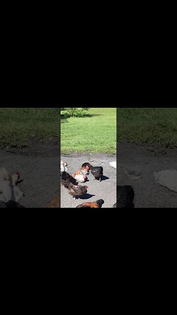 The Cutest Chicks Dustbathing #chickens #raisingchickens #chickenshorts