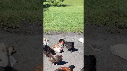 The Cutest Chicks Dustbathing #chickens #raisingchickens #chickenshorts