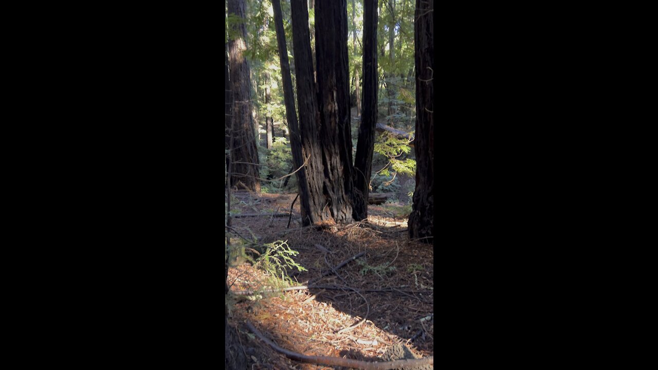 Redwoods Sharing the Same Spot