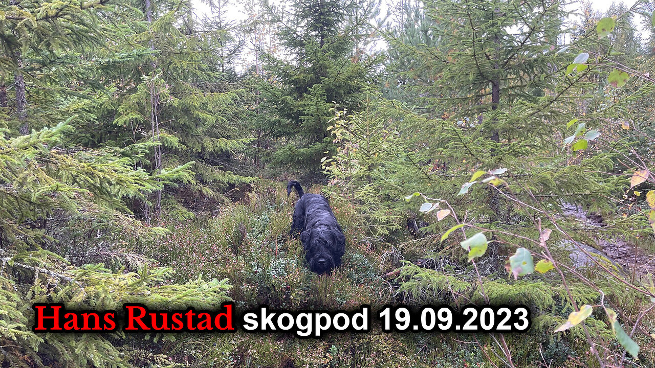 Skogpod 19. september 2023