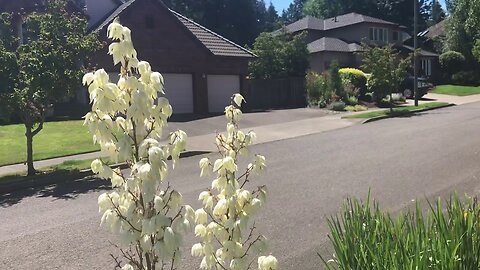 Yucca filamentosa in bloom