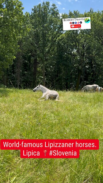 World-famous Lipizzaner horses.