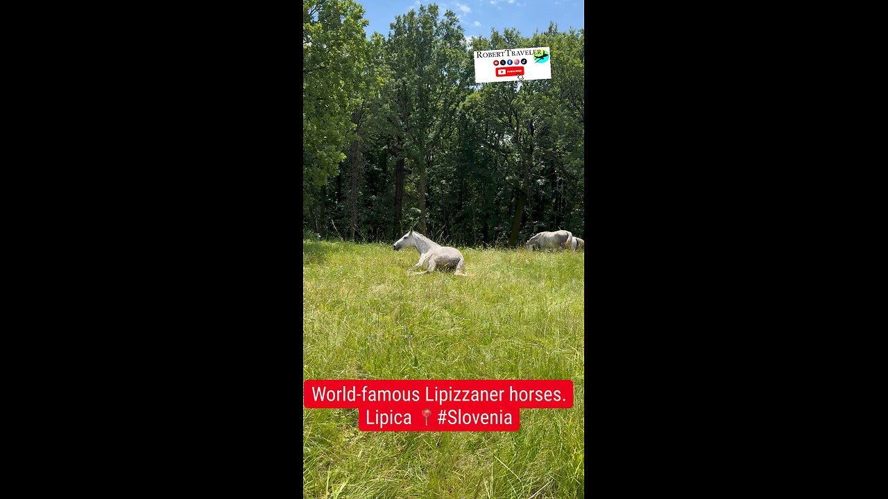 World-famous Lipizzaner horses.