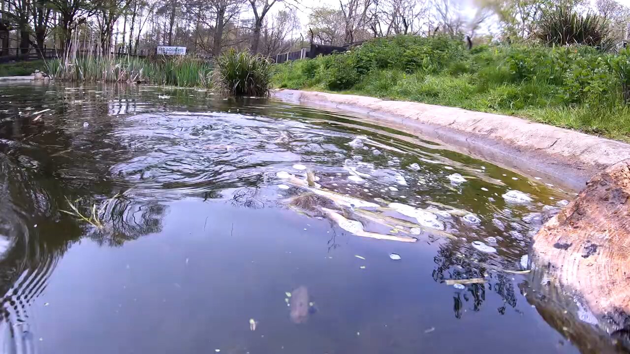 otter catching fish