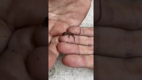 Baby lizard hatched in her hand!