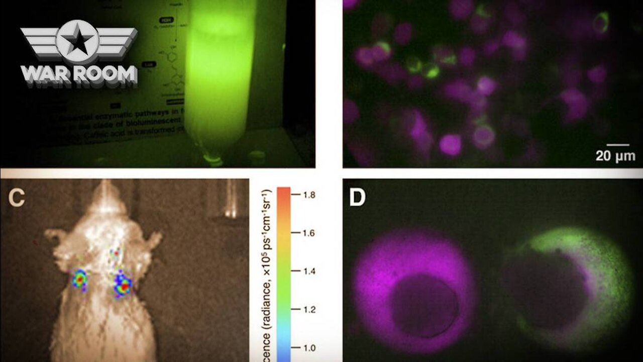 HIGHLIGHTS - What On Earth Is Luciferase?! -