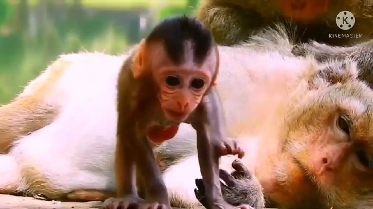 funny video new, new funny video, funny video 2022 new