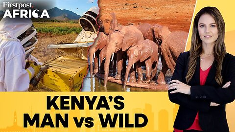 Kenya: Farmers Use Honeybees to Tackle Threat from Giant Elephants | Firstpost Africa