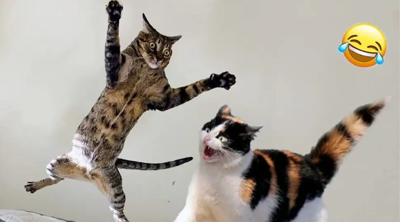 Funny animals