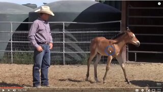 Part 1 of 2 - Warwick Schiller Working With New Born Foals - What I See