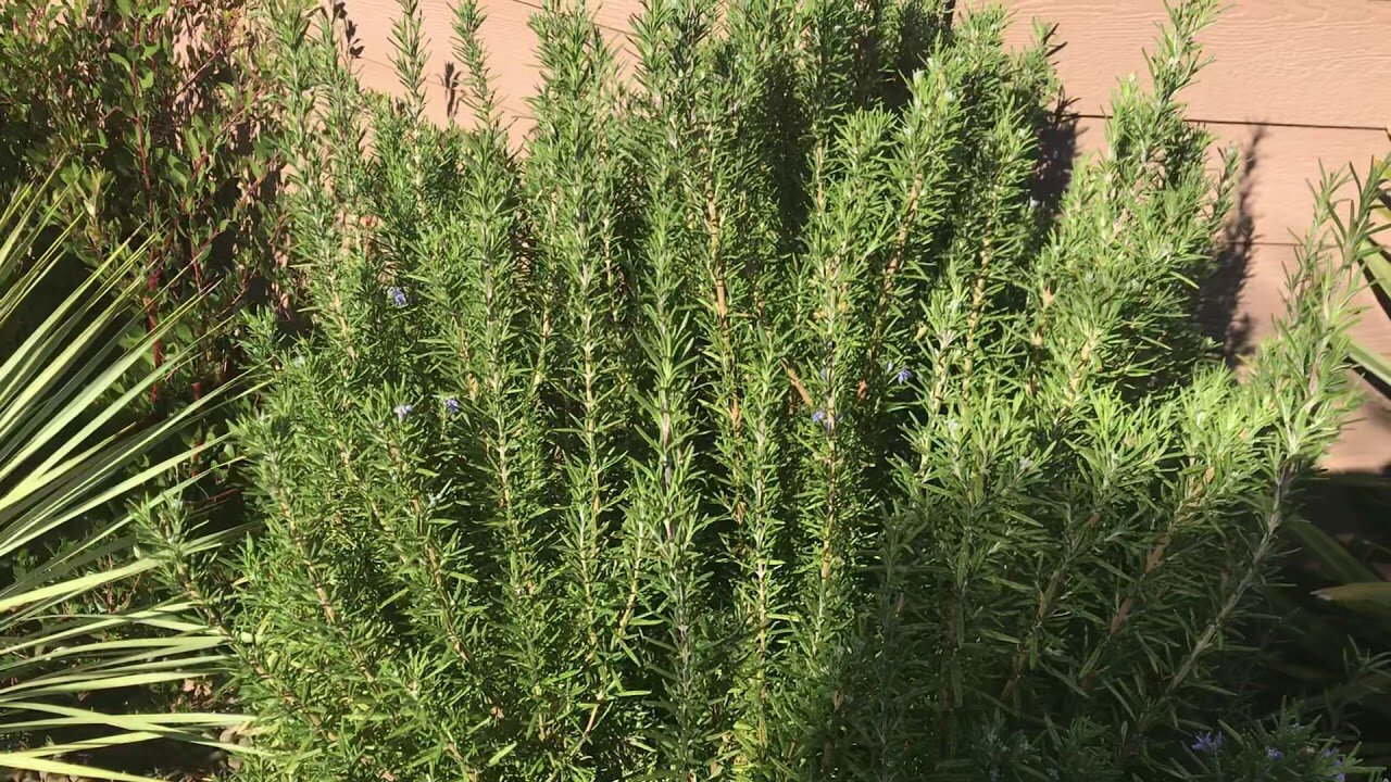 Rosemary is an essential Mediterranean shrub.