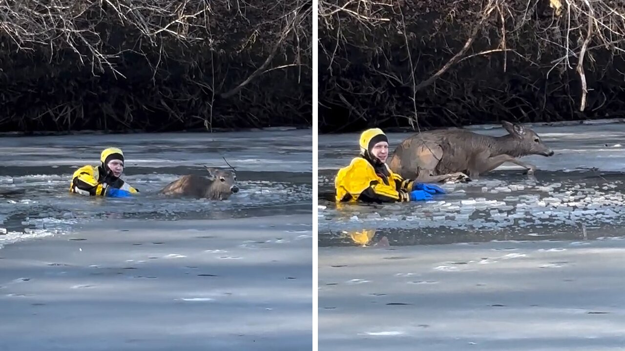 Firefighter rescues deer from frozen river