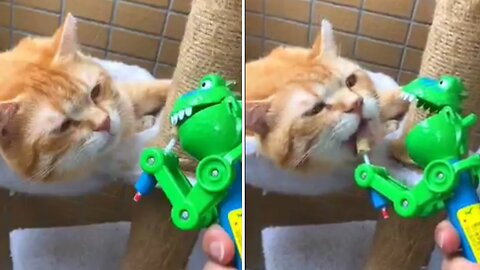 A cat tries to eat the Candy. out of the toy's hand|