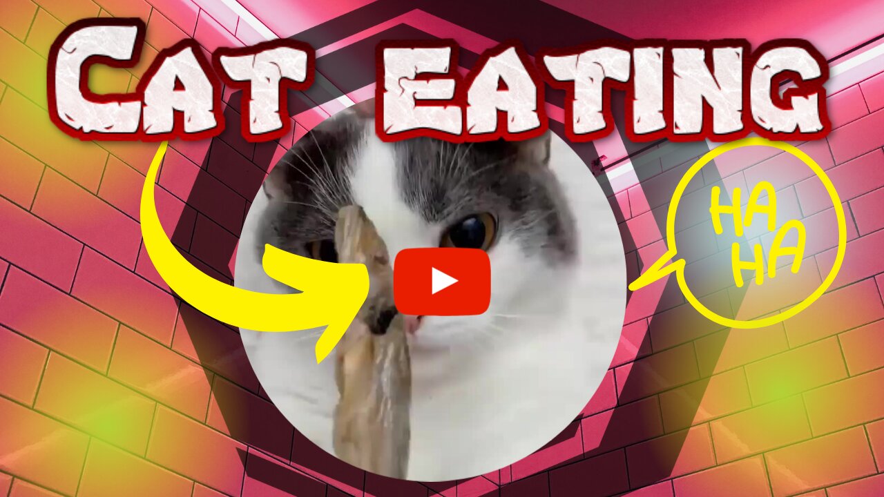 KITTEN EATING AND MAKING NOISE