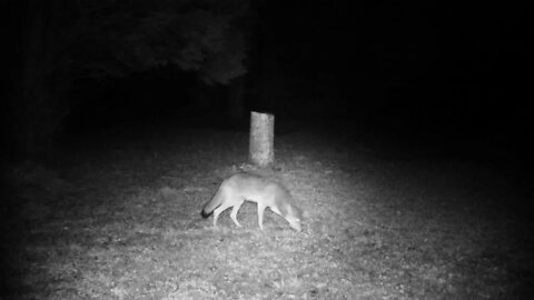 1st Coyote on my trail cam!