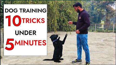 10 Dog Training Tricks in Just UNDER 5 minutes!