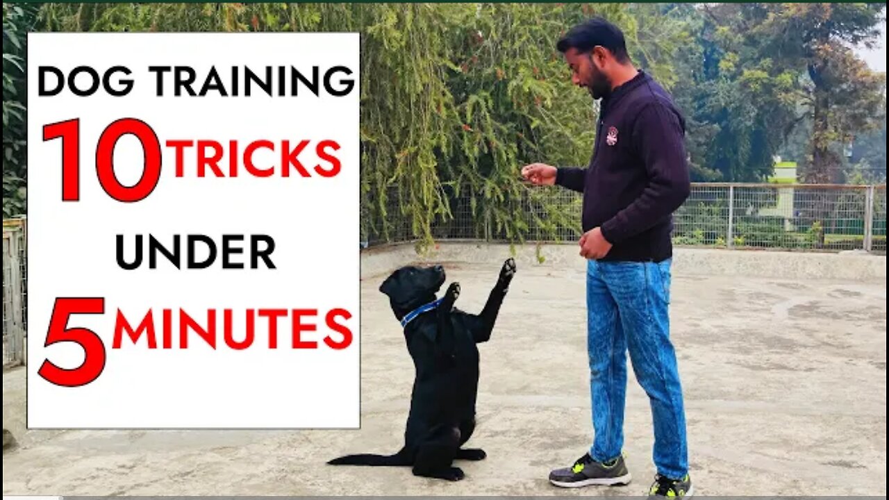 10 Dog Training Tricks in Just UNDER 5 minutes!