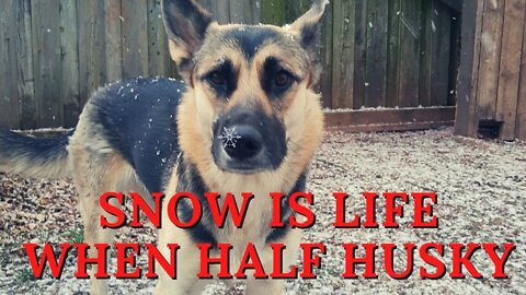 #shorts Snow Is Life When You Are Part Husky