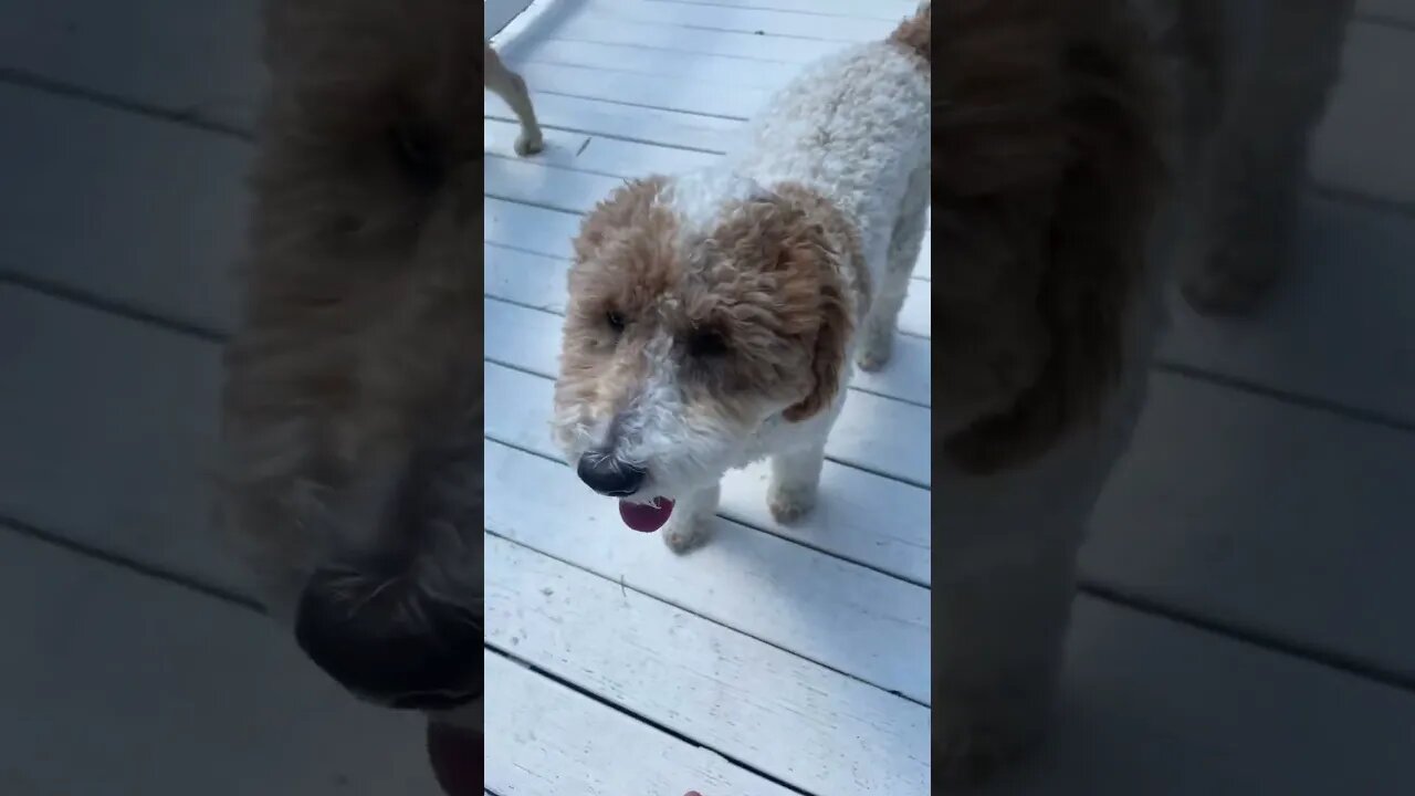 Not really my dog she’s my grandmas her name is penny