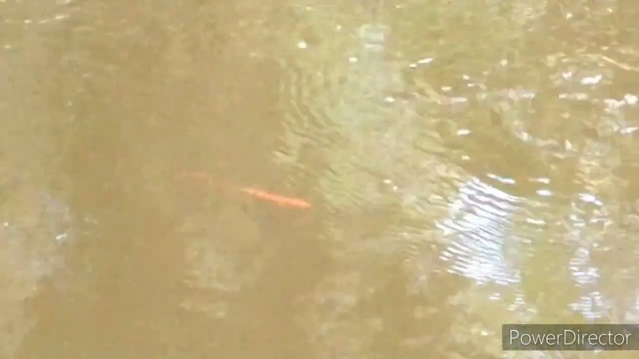 Curly-tail dancing in the Current